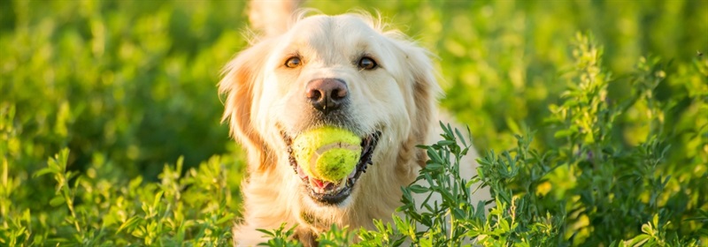 Dog with tennis ball in mouth