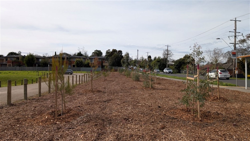 Norwood Reserve trees